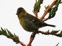 siskin